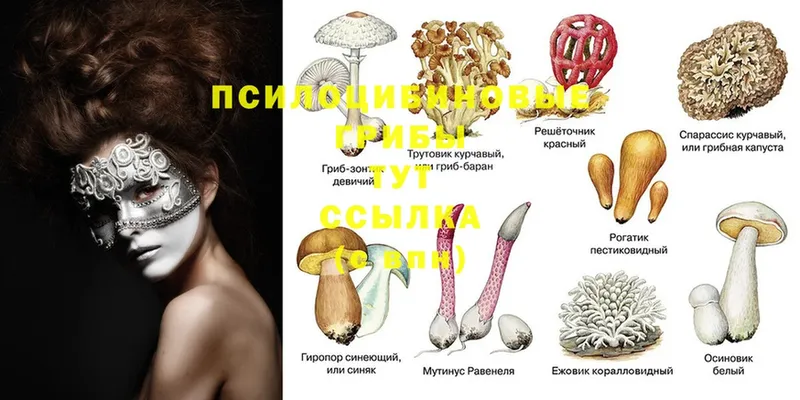 Псилоцибиновые грибы Psilocybe  Ковров 